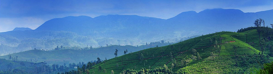 Hill Country Tea Plantation

