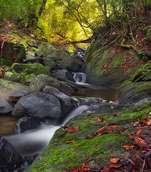 Sinharaja Rain Forest
